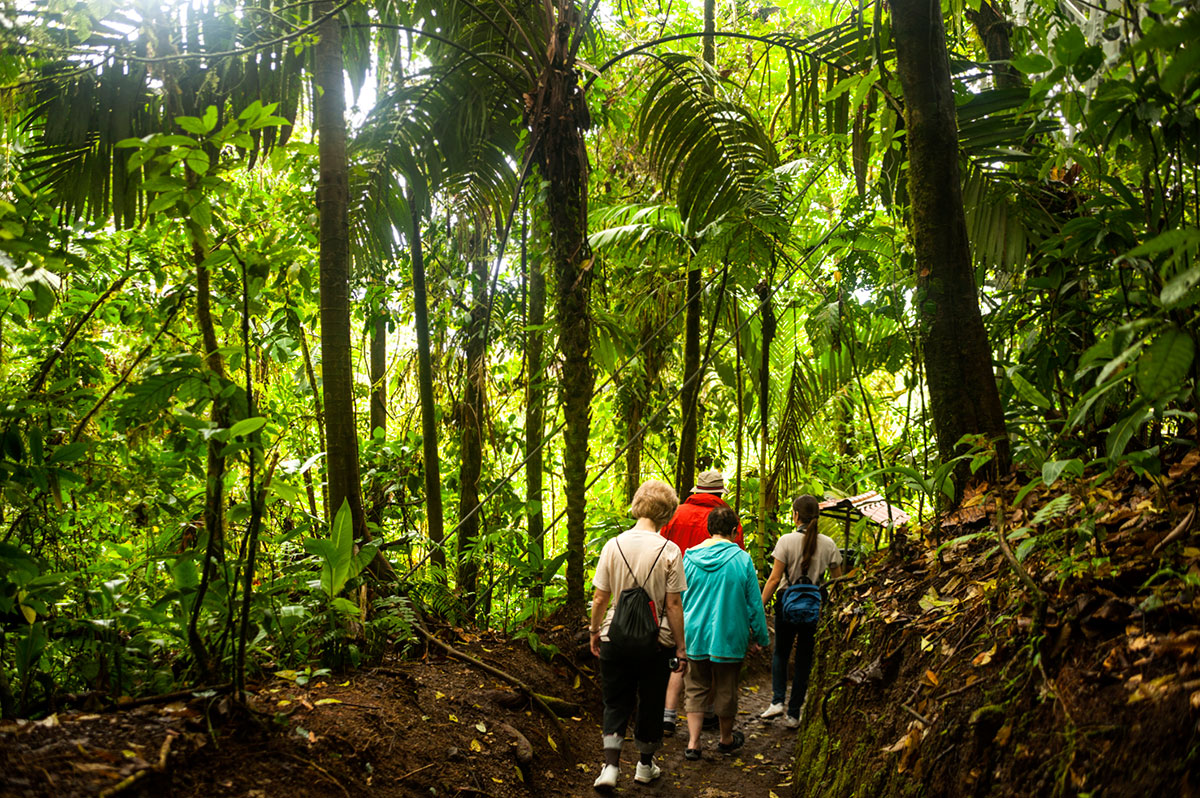 Four people hike through the Costa Rican jungle